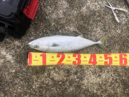 誰もいない波止場で根性決めた