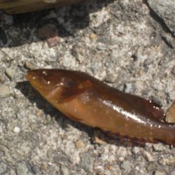 今日もアイナメ