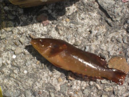 今日もアイナメ