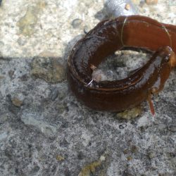 今日もアイナメ