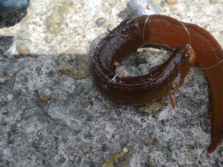 今日もアイナメ