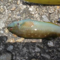 今日もアイナメ