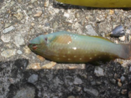 今日もアイナメ