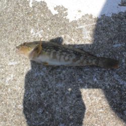 今日は淡路島で