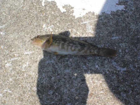 今日は淡路島で