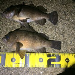 雨天釣行、めば太