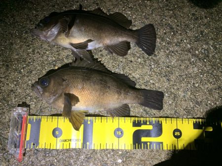 雨天釣行、めば太