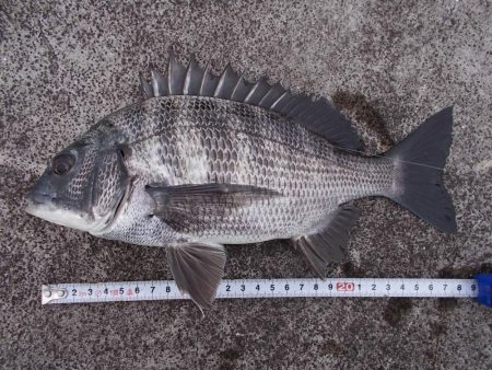 和歌山市某所で落とし込み　真チヌ４１ｃｍ以下計５枚