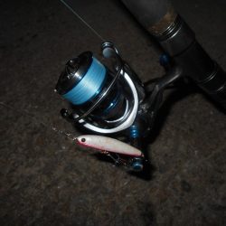 5/4バチパターン調査