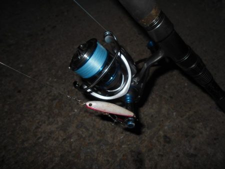 5/4バチパターン調査