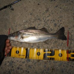 5/6バチパターン調査