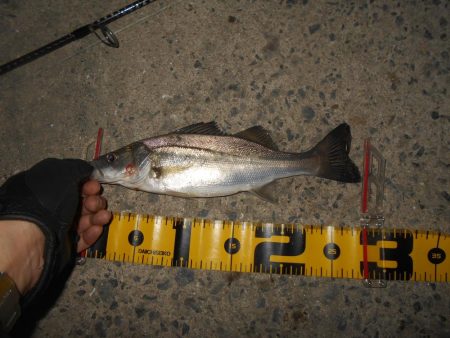 5/6バチパターン調査