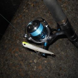 5/10バチパターン調査