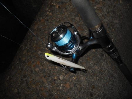 5/10バチパターン調査