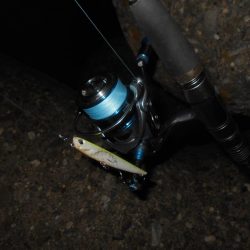 5/11バチパターン調査(淀川シーバス釣行)