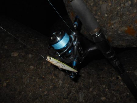 5/11バチパターン調査(淀川シーバス釣行)