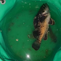 夜釣りでアイナメ