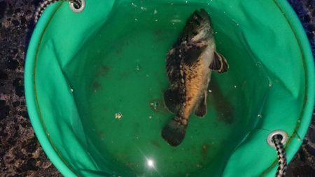 夜釣りでアイナメ