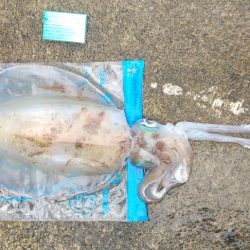 キロインパクト!