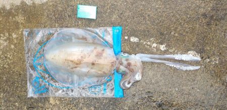 キロインパクト!