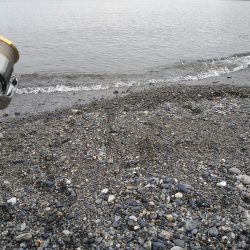 サーフでイカとシーバス