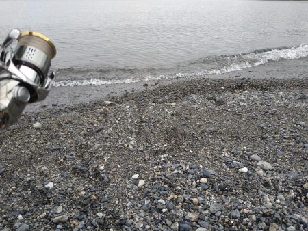 サーフでイカとシーバス