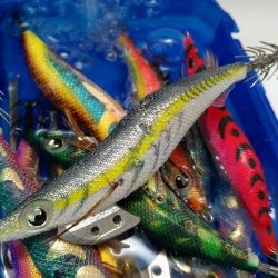 4年ぶりの春アオリ