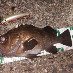 またまたメバリング