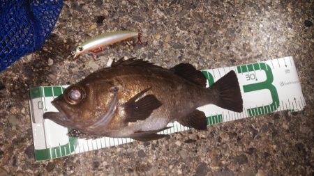 またまたメバリング