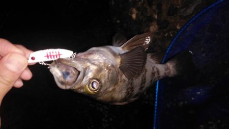 そろそろおわりかな?