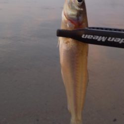 シロギスちょい投げ