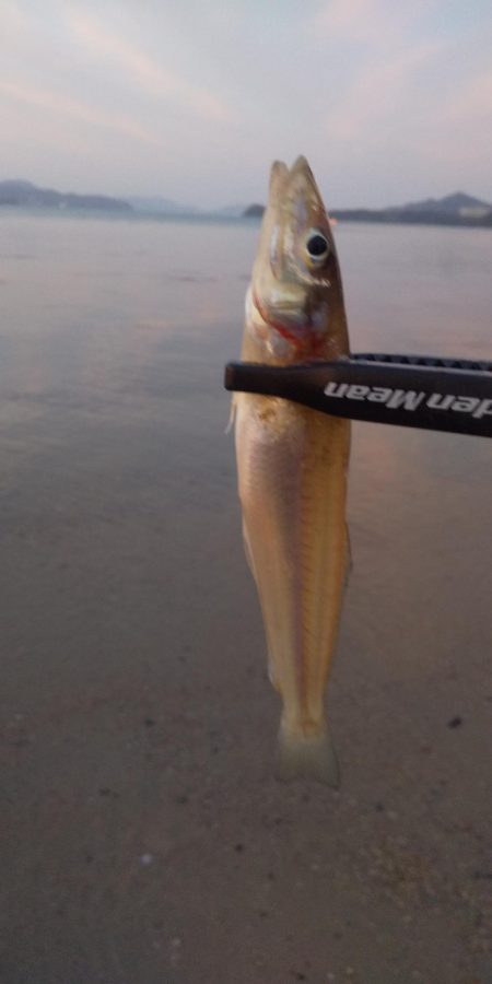 シロギスちょい投げ