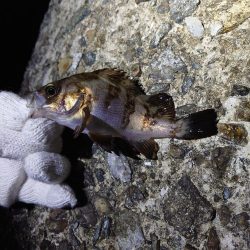 またまたメバリング