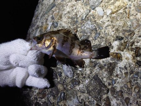 またまたメバリング