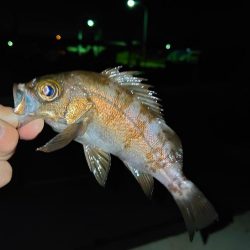 メバル新規開拓！