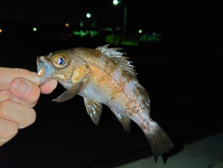 メバル新規開拓！