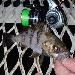 メバリングは密？