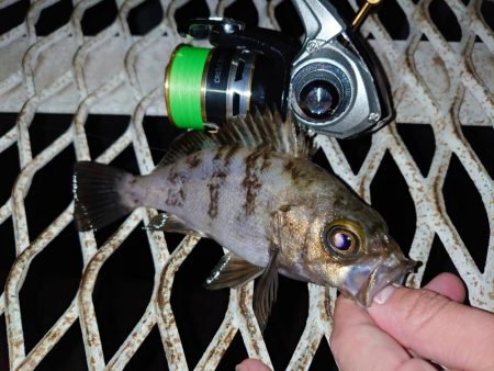 メバリングは密？