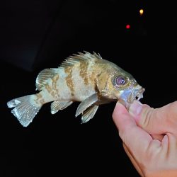 人工島でメバル