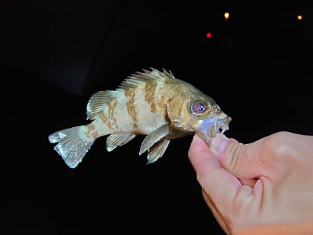 人工島でメバル