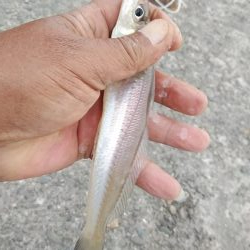 キスの活性が上がり始めました