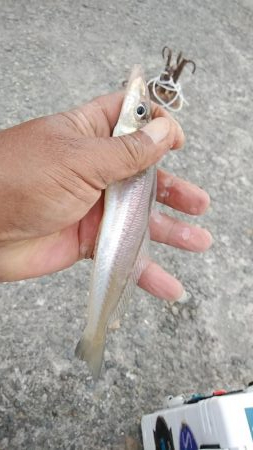 キスの活性が上がり始めました