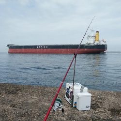 播磨新島のキス調査