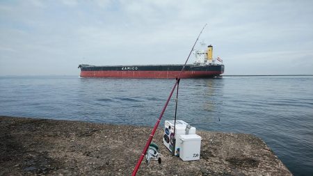 播磨新島のキス調査