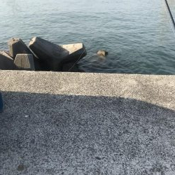 ダイソールアーでカンパチ＆カマスGET