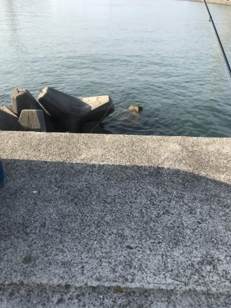 ダイソールアーでカンパチ＆カマスGET