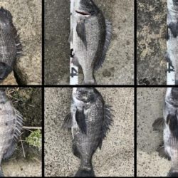 イチノ兄弟、釣果！