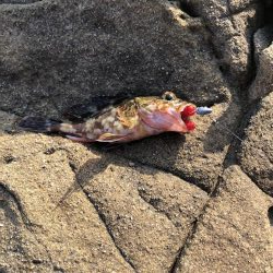 4年振りエギング不発！