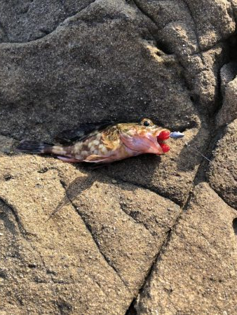 4年振りエギング不発！