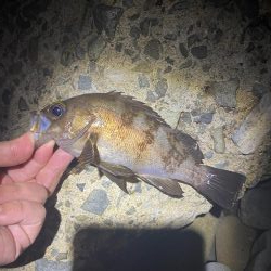 メバル釣れてます！